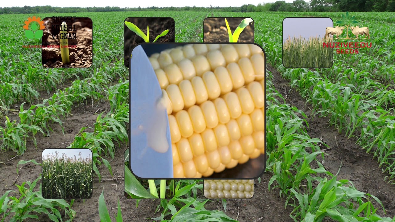 Hindi language- Maize/Corn improved package of practices video by Nuziveedu Seeds Limited