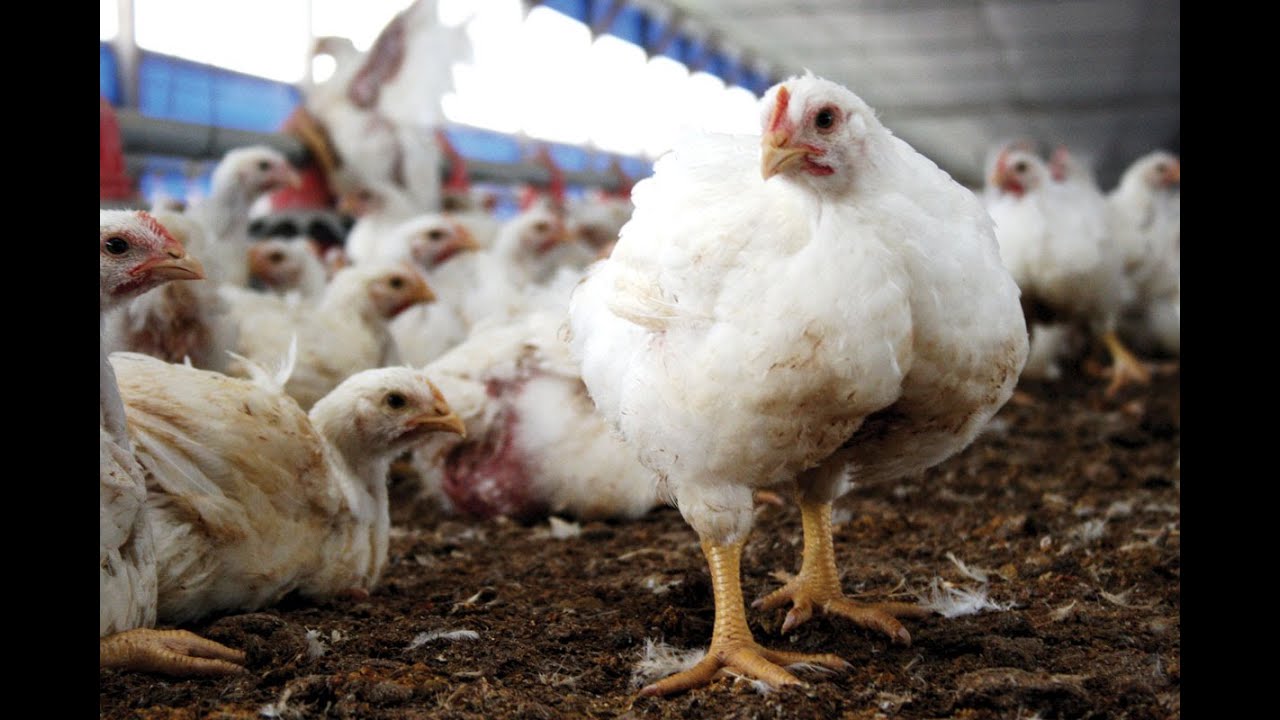 Avicultura: Recepción de Pollas para reemplazar Gallinas Ponedoras - TvAgro por Juan Gonzalo Angel