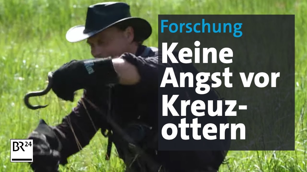 Bayerischer Wald: Keine Angst vor Kreuzottern | Abendschau | BR24