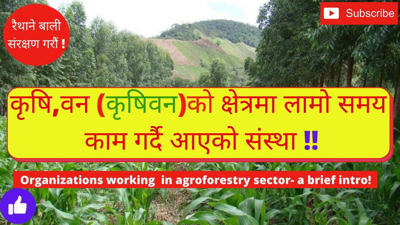 नेपालमा कृषि वन प्रणालिमा काम यसरी गरिदै |Working with impact on Agroforestry in Nepal #Agroforestry