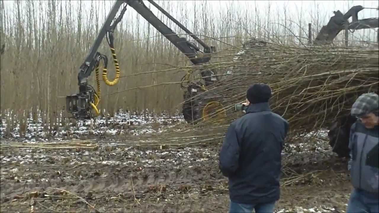 Eichhof Bad Hersfeld Kurzumtriebsplantage KUP Februar 2013