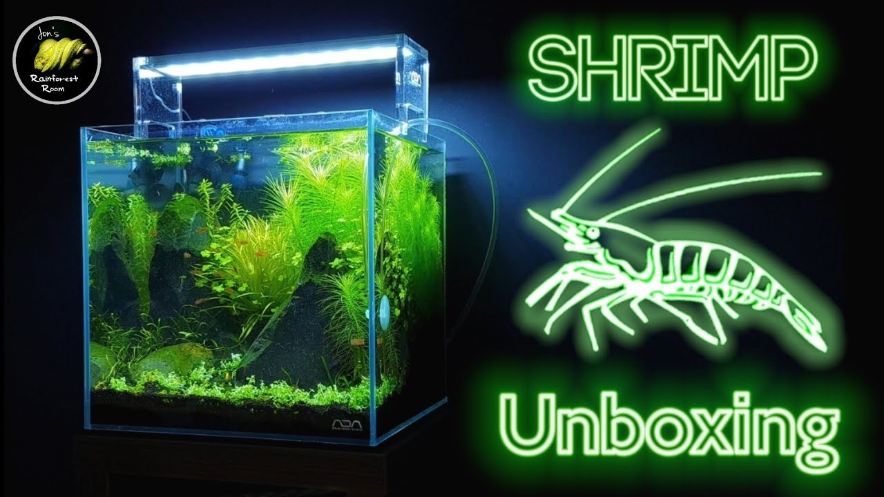 Добавление креветок Green Jade и Amano в акваскейп ADA 30C Cube