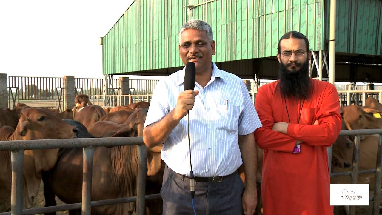 Sahiwal cows Kamdhenu Gaushala Dr Ranvir Singh IVRI