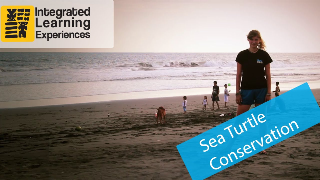 Volunteer in Sea Turtle conservation