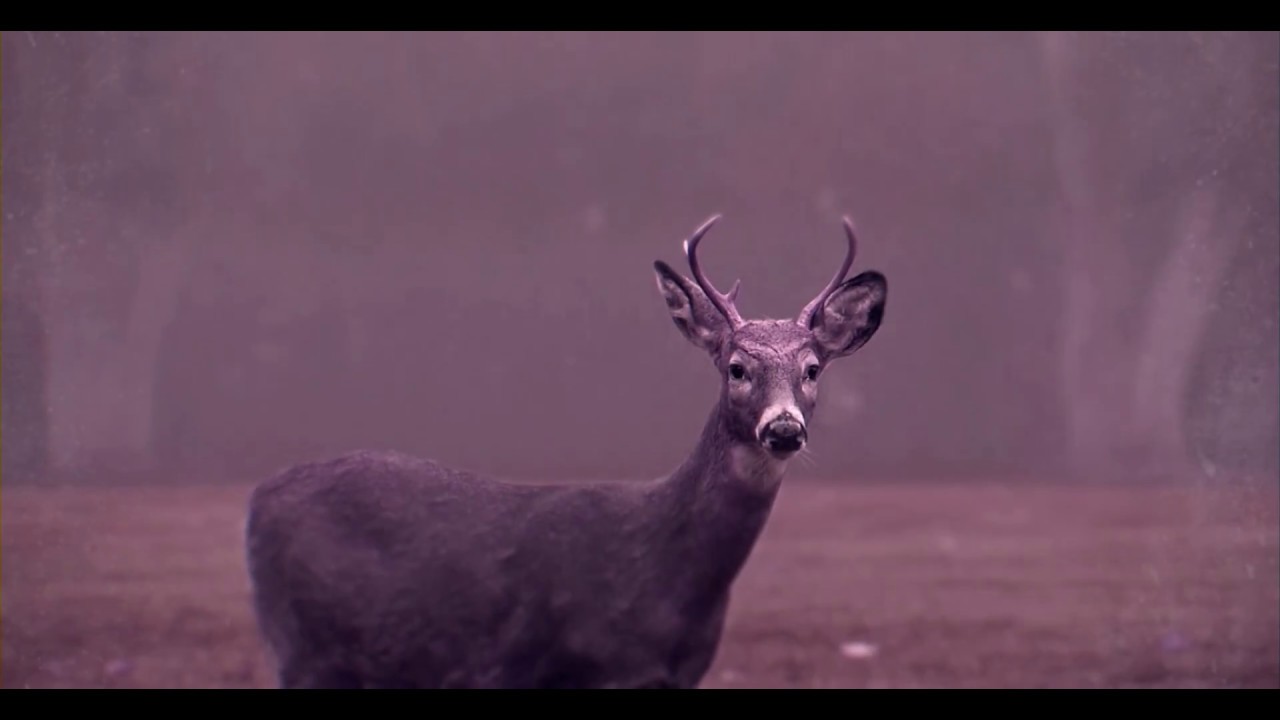Tearpalm - Sve što ste čuli je tačno ali ipak nema razloga za strah (official visuals)