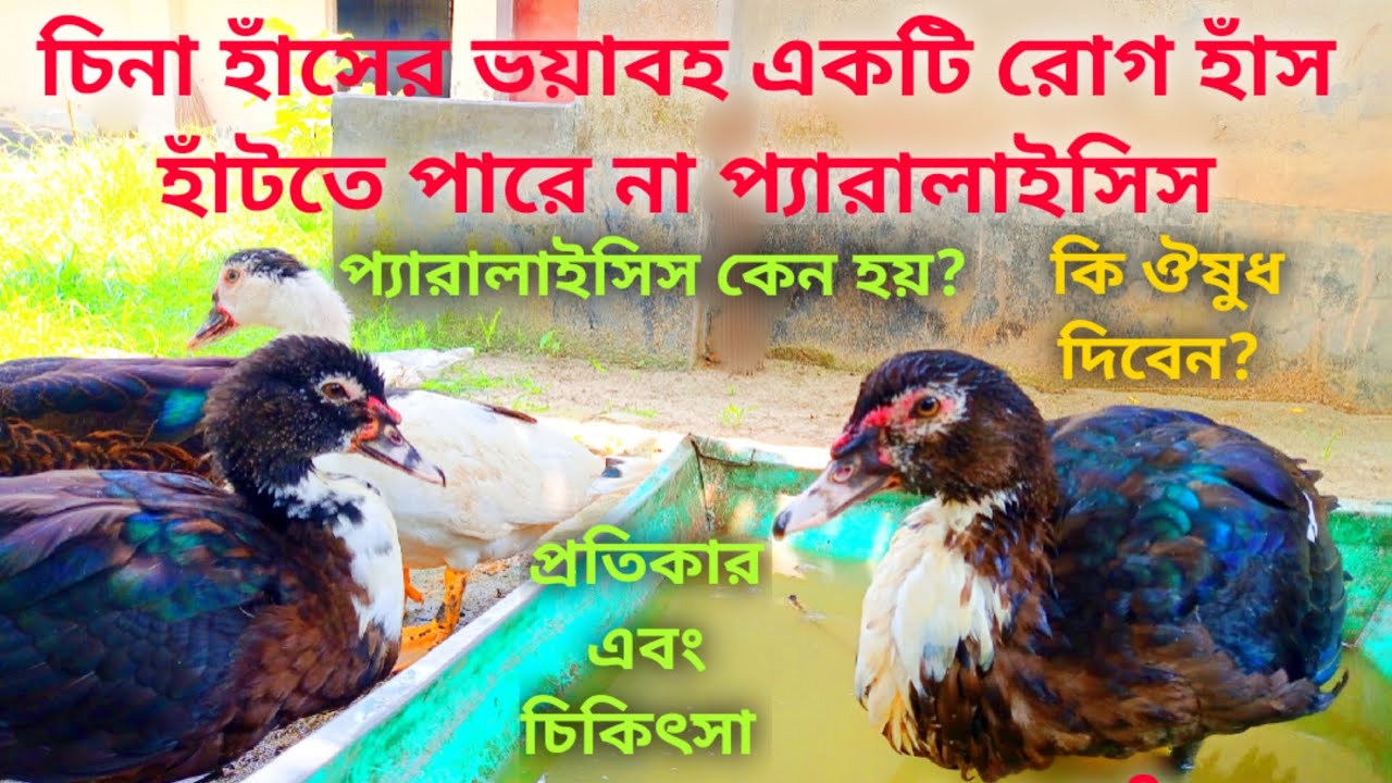 চিনা হাঁস হাঁটতে পারে না প্যারালাইসিস। কি ঔষুধ দিবেন? ১০০% প্রতিকার এবং চিকিৎসা। Rezuwan & Pets.