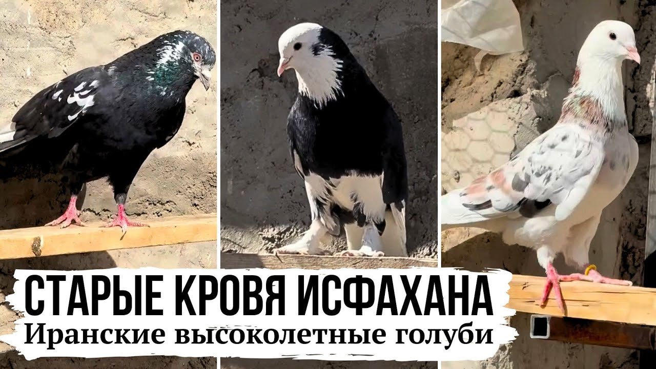 Старая кровь Исфахана, высоколётные-долголётные голуби Ирана | Iranian pigeon, Isfahan city