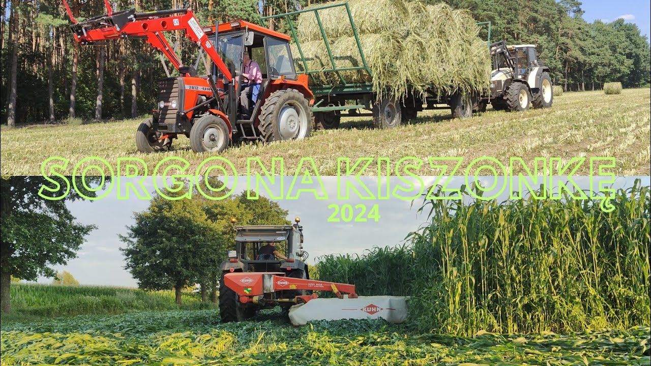 🚜ZAKOPANY URSUS?🚜 🔥SORGO NA DWA METRY?🔥🌾SORGO NA KISZONKĘ 2024 U KLUSKÓW🌾