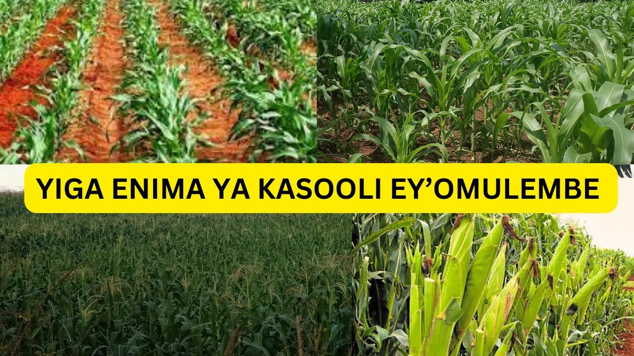 YIGA BUSINESS Y'OKULIMA KASOOLI