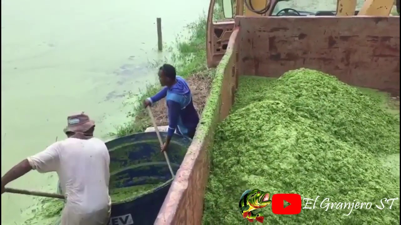 #Producci&oacute;n de #Lemna para alimentaci&oacute;n #animals #tilapia #duckweed #fish