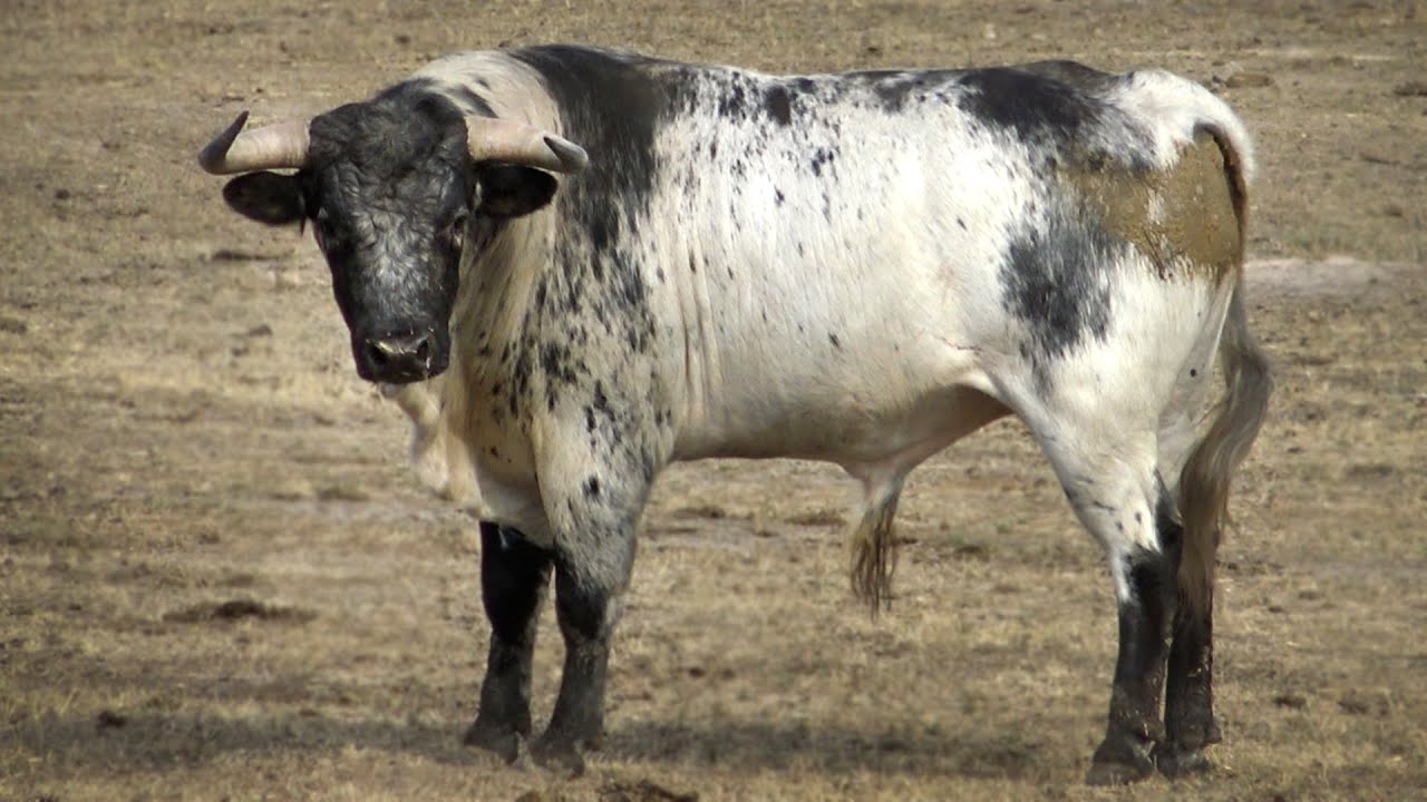 Los Toros Bravos para Fermoselle 2022