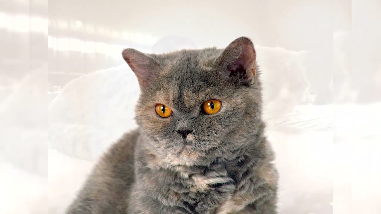 Selkirk rex. Avantages et inconvénients, Prix, Comment choisir, Faits, Soins, Histoire