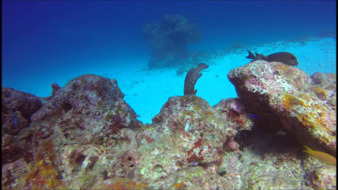 Diving Similan Islands - Khao Lak, Thailand - 20.02.2016