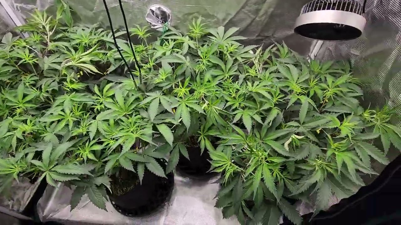 #cropsalt #acinfinity 2nd day into flower. I'll put up a trellis net up tomorrow when it comes in.