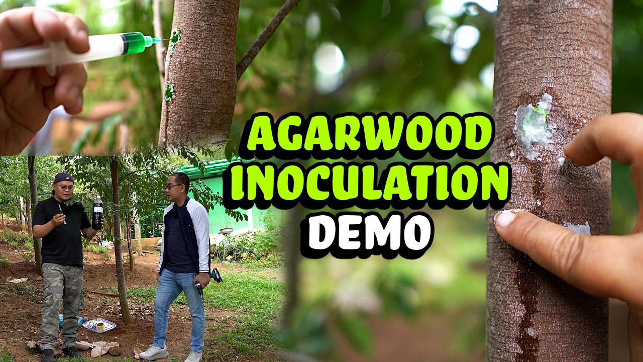 Agarwood Inoculation Demo