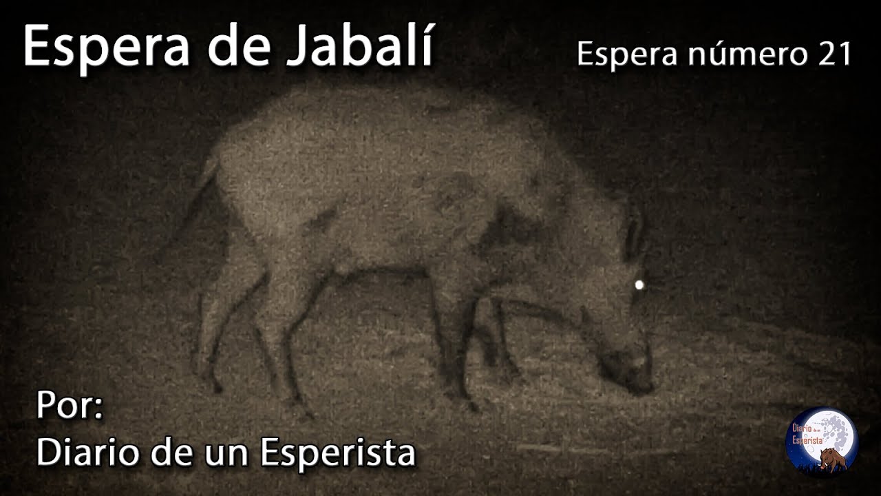 Espera de Jabalí. Espera número 21. Día completito...