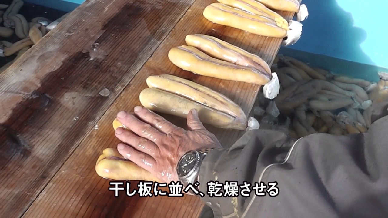 「ボラのまき網漁と珍味カラスミ」Roundhaul  netting  of  mullet  and  the  felicacy,“Karasumi”（mulletroe)