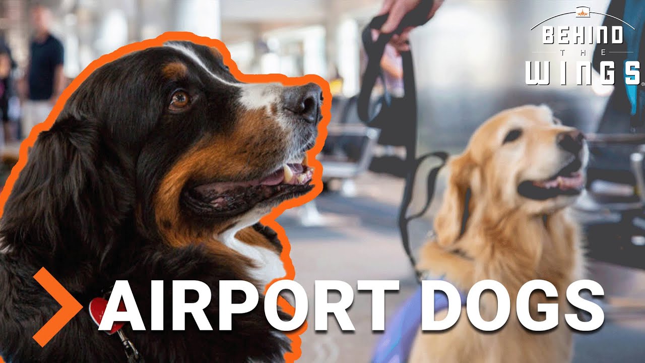 How Dogs Make Flying Better | Behind the Wings