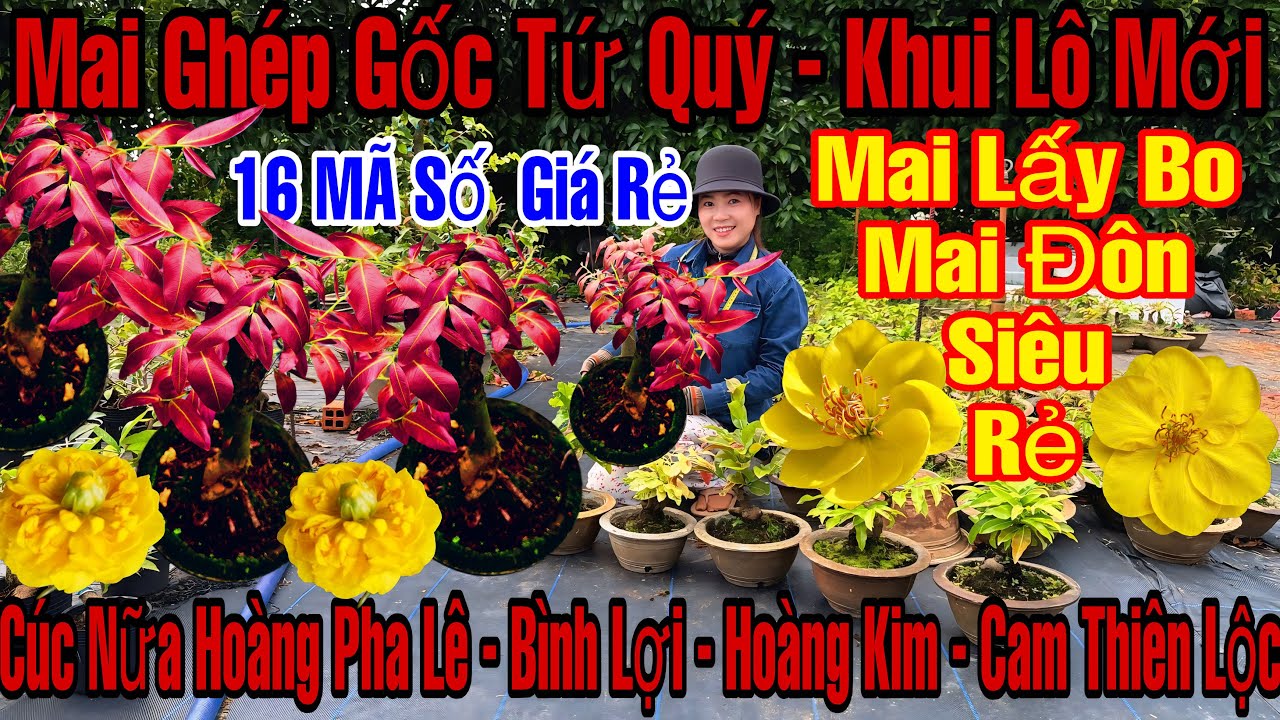 3/3☎️0358199335☎️🌲Mai Vàng Giá Rẻ🌲Cúc Nữ Hoàng Pha Lê-Bình Lợi-Giảo Hoàng Kim-Cam Thiên Lộc...🌲