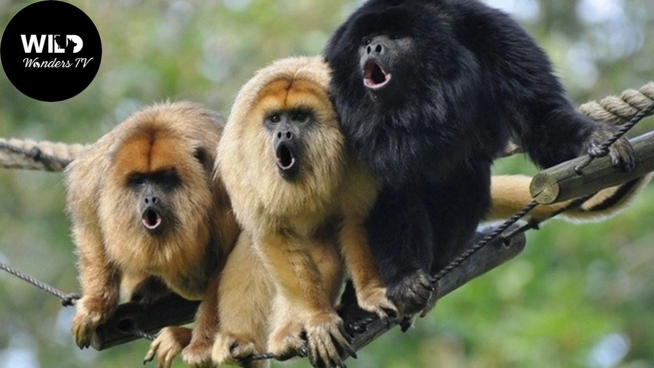 Vida Selvagem no Panamá: Florestas, Rios e Criaturas Incríveis #animaisselvagens | Wild Wonders