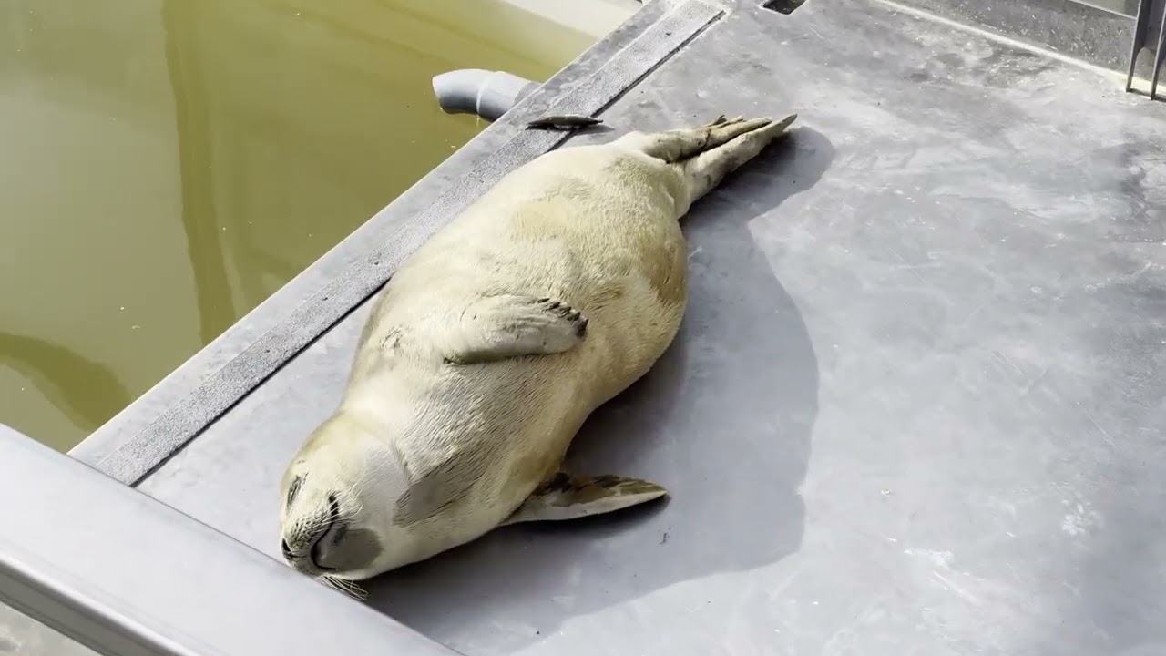 Sleepy & sun basking Seals - 眠そうなアザラシたち