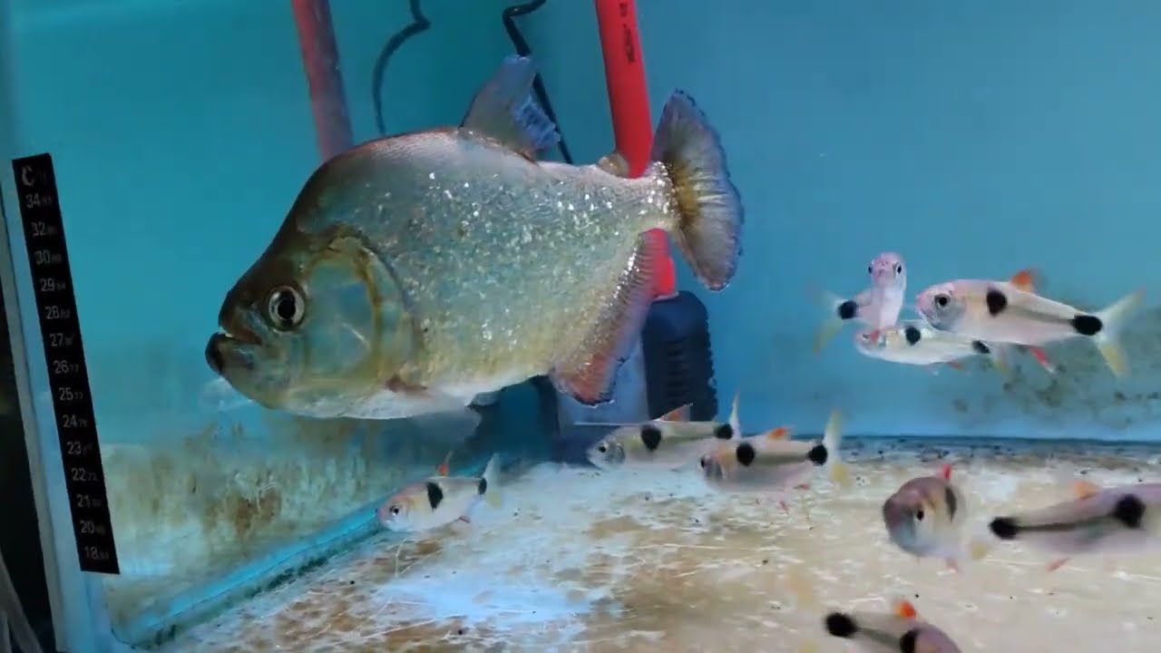 Piranha are friendly toward these Tetra, won't eat them even hungry