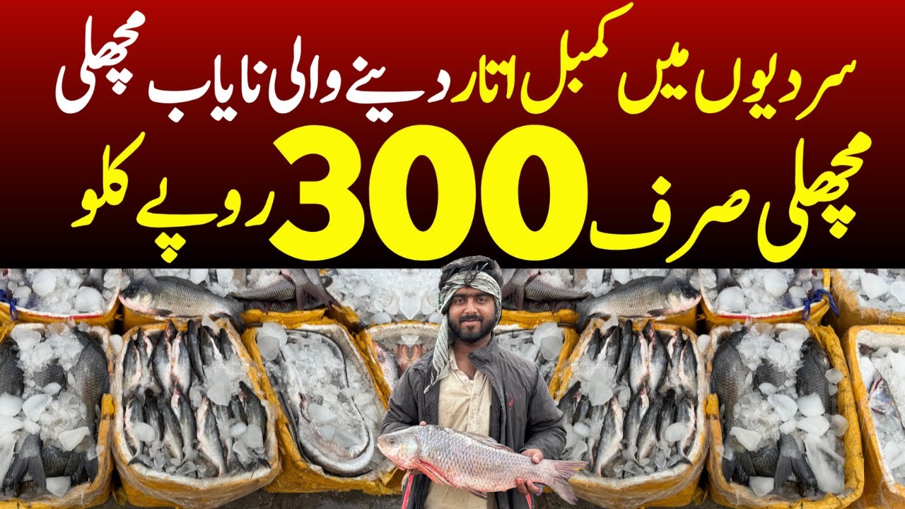 Biggest Fish Wholesale Market in Pakistan | New fish market Lahore / Fish  market  | Machli Mandi