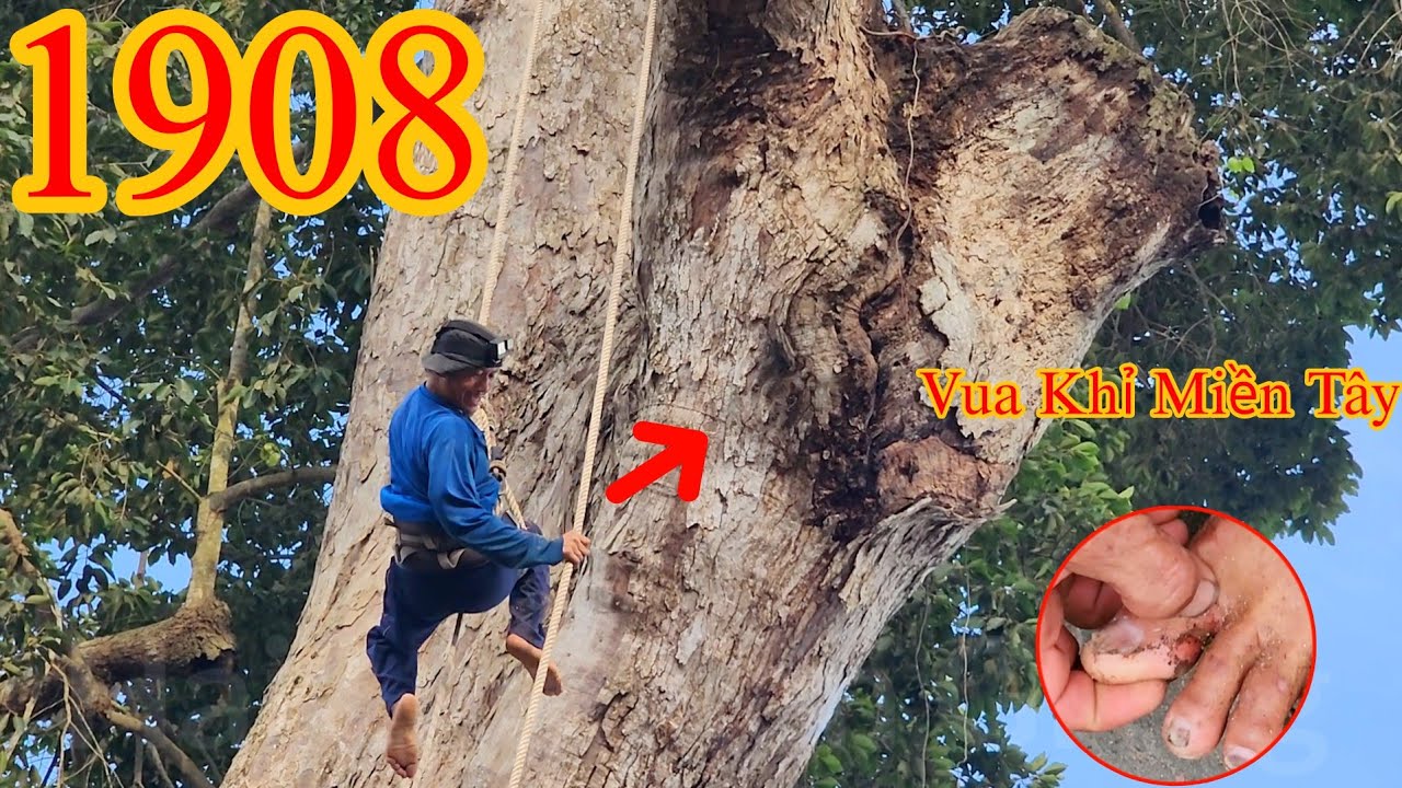 Vua Khỉ Miền Tây xém chút bị Ong đốt và chịu đựng cái đau đến khi cưa xong cây Dầu 300 năm (3/3)