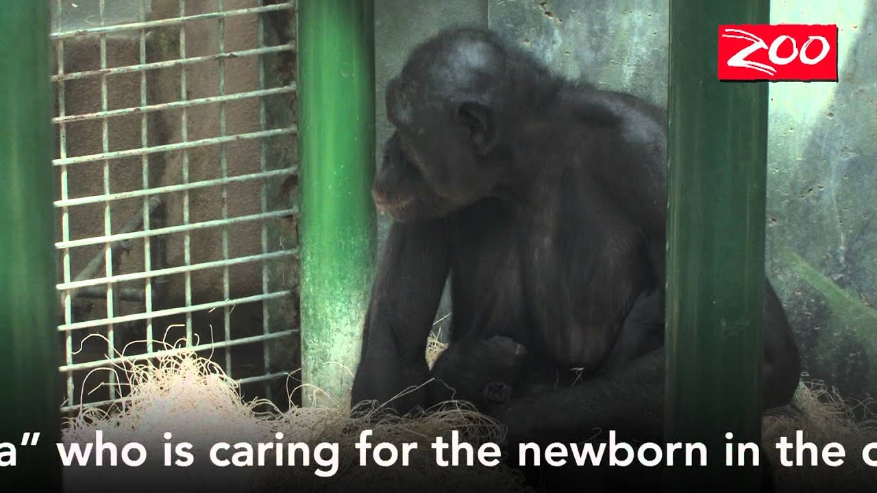 COLUMBUS ZOO'S BONOBO FAMILY JUST GOT BIGGER