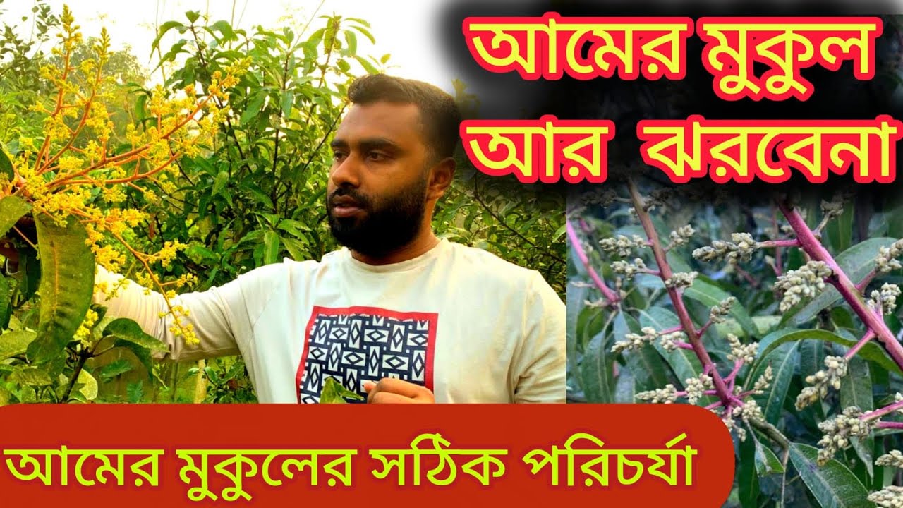 আমের মুকুলের সঠিক পরিচর্যা।।আমের মুকুল আর ঝরবেনা।।mango plant care
