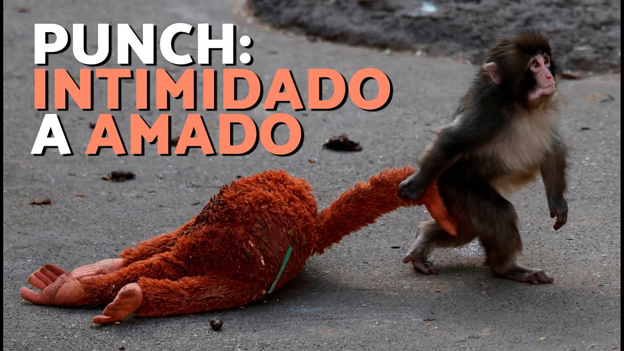 QUEM &eacute; PUNCH? O BEB&Ecirc; MACACO MAIS AMADO DO JAP&Atilde;O (Hist&oacute;ria Completa!) 💗🐒