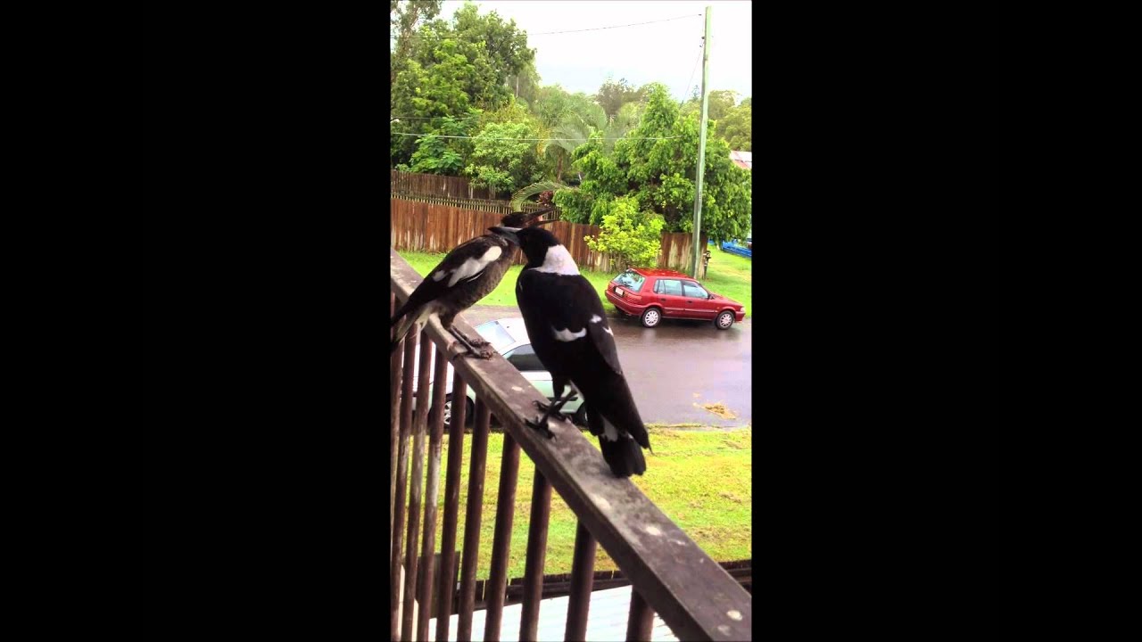 Australian magpies - singing and begging