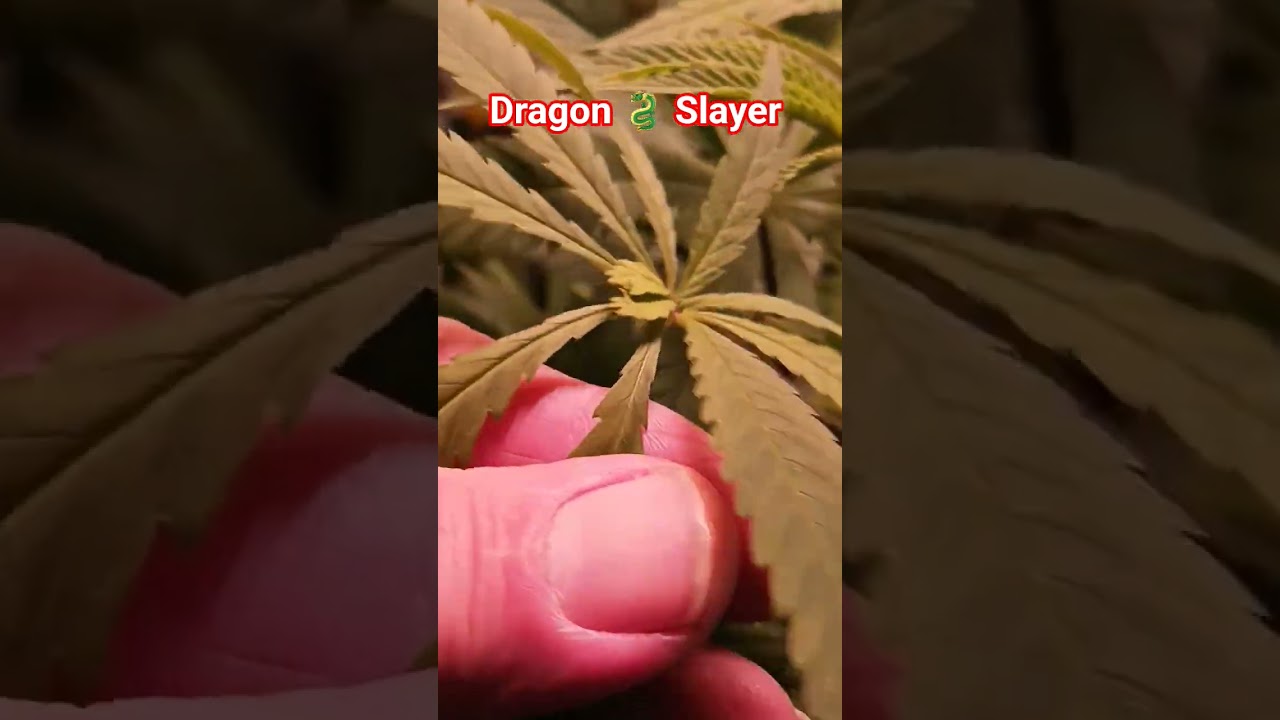 Убийца драконов 🐉 из @SKEastCoast-wj9wx