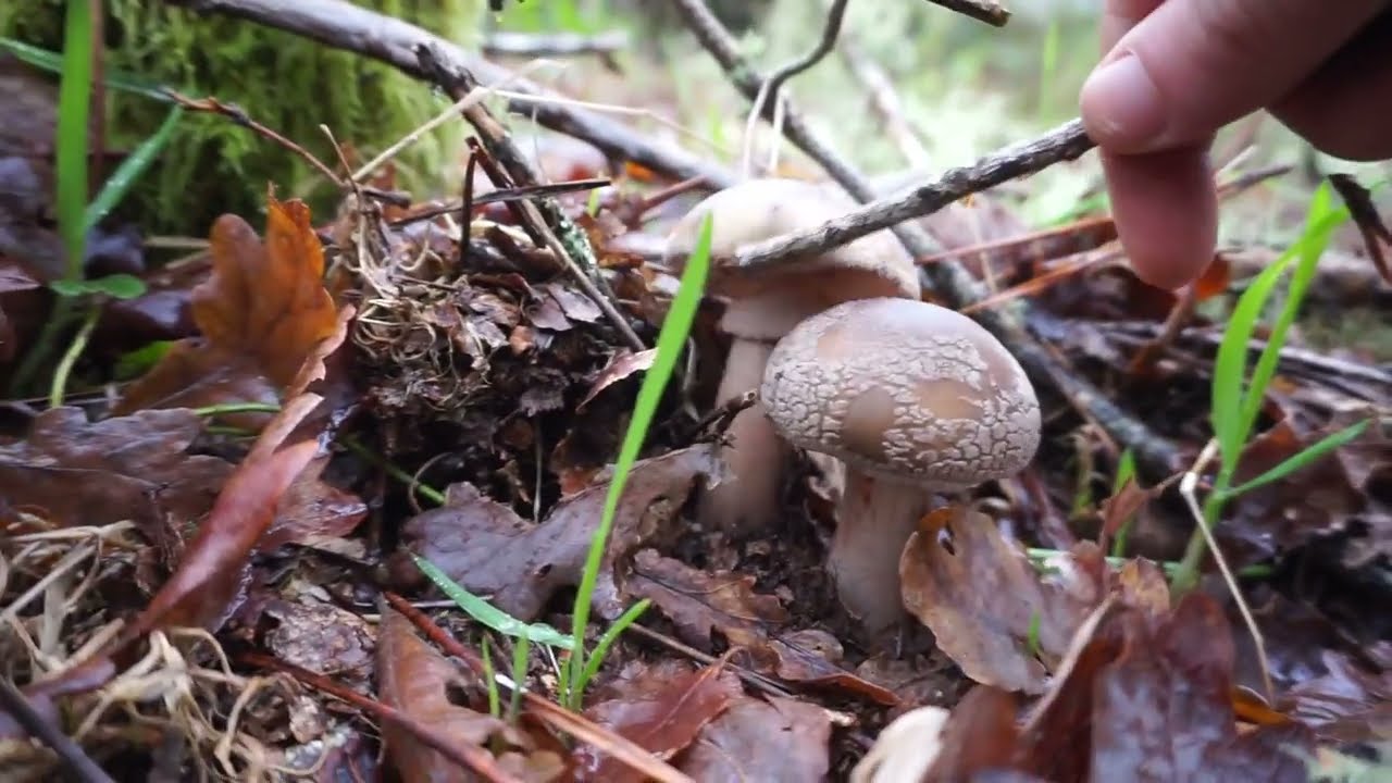 Picking wood hedgehog mushrooms in a beautiful forest in early december