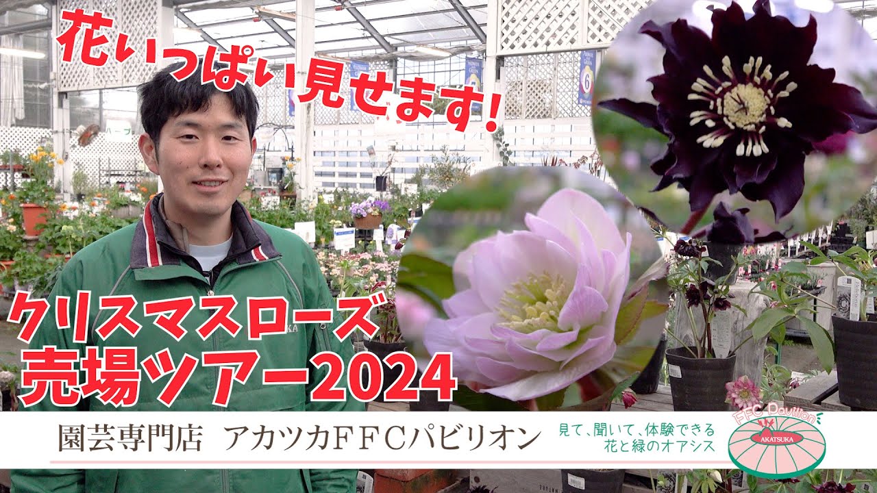 花いっぱい見せます！クリスマスローズ売り場ツアー2024年版【園芸専門店アカツカFFCパビリオン】