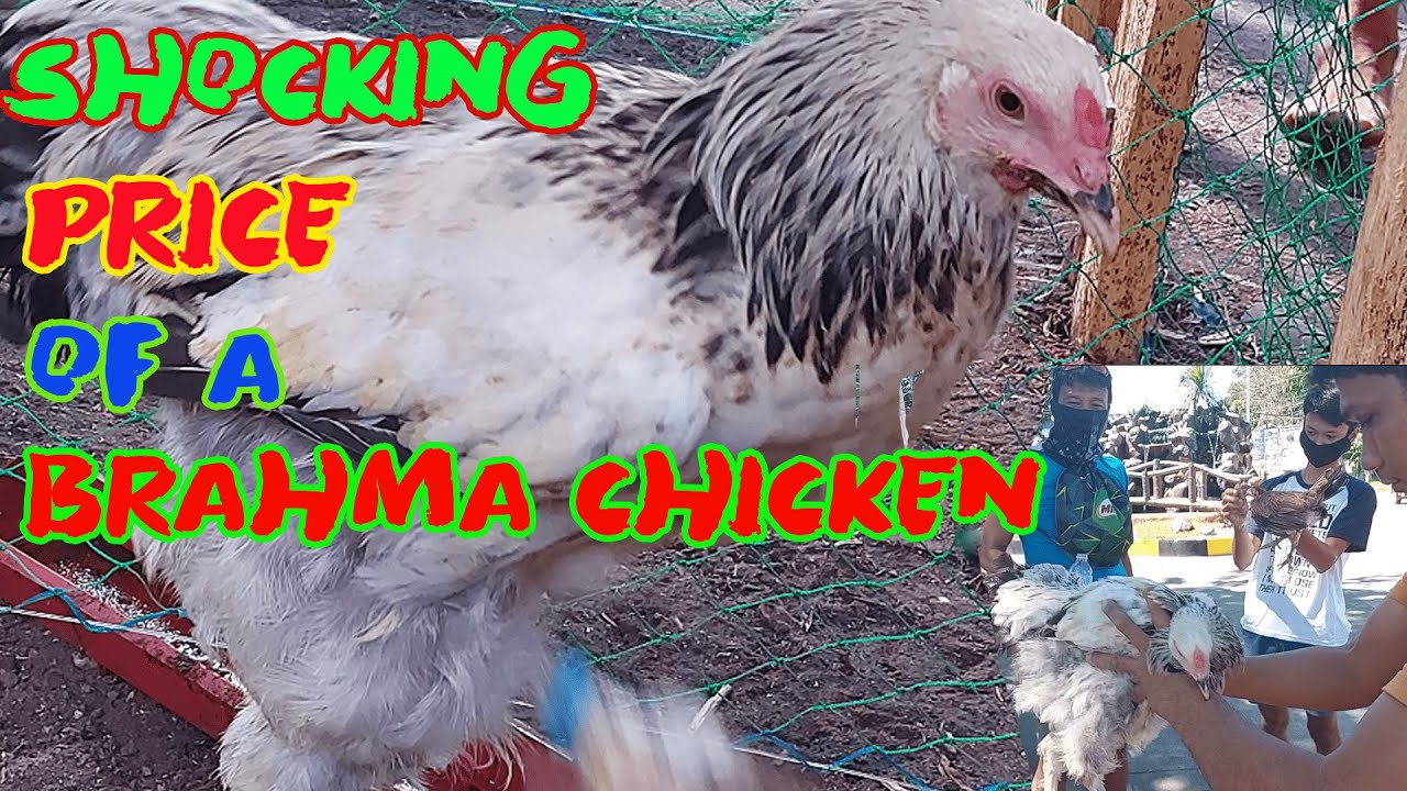 BRAHMA CHICKEN PRICE PHILIPPINES | MAGKANO ANG BRAHMA CHICKEN | HERITAGE/FREE-RANGE CHICKEN