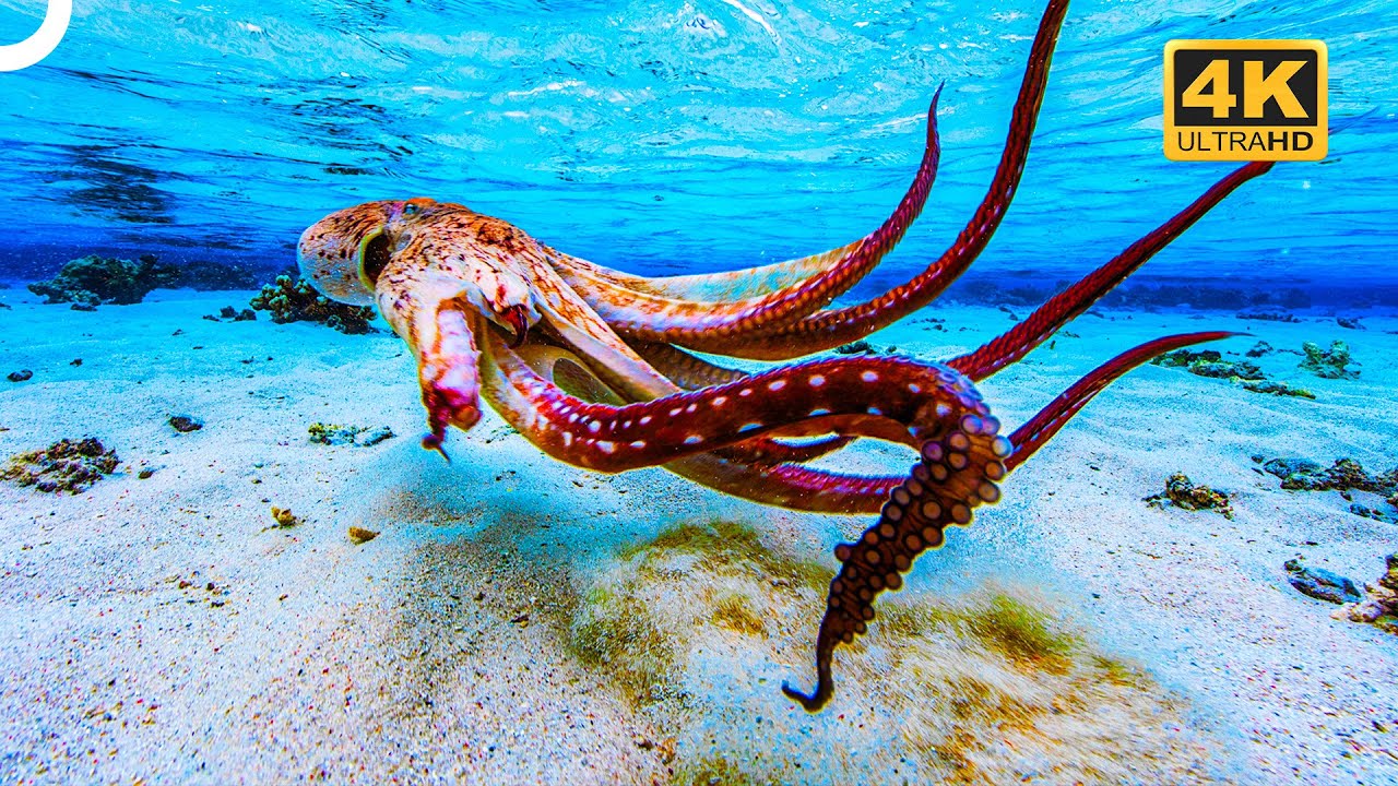 Master of Mimicry in the Oceans: Octopus 🐙 | 4K Animal Documentary