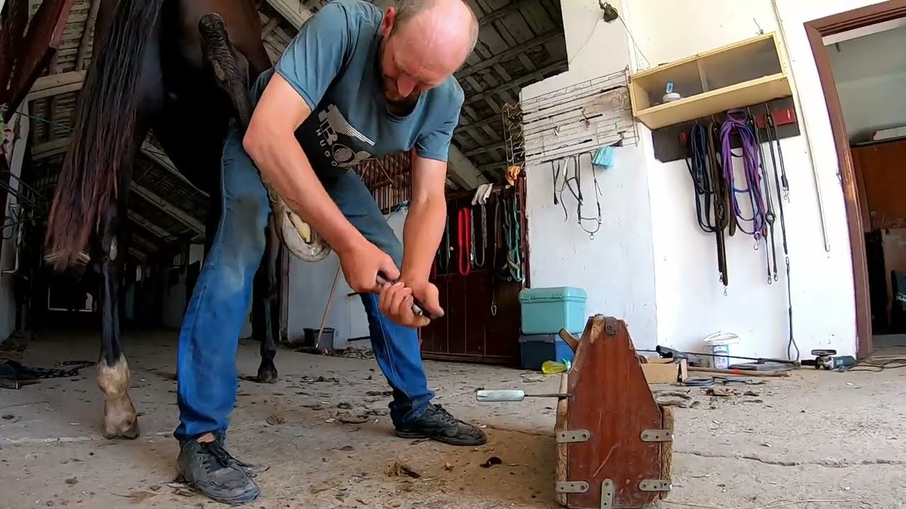 From Rotten to Restored: You Won&rsquo;t Believe This Horse&rsquo;s Hoof Recovery
