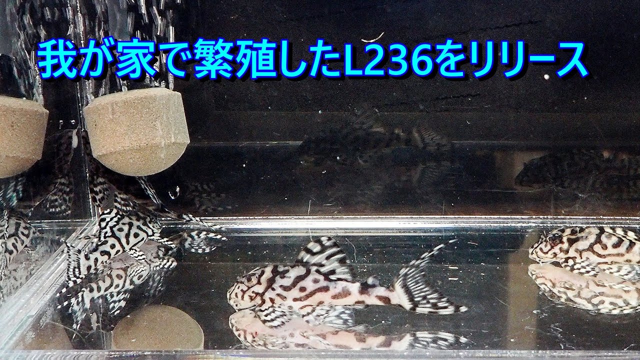我が家で繫殖したL236をアクアショップ・リメイクあさんへリリース