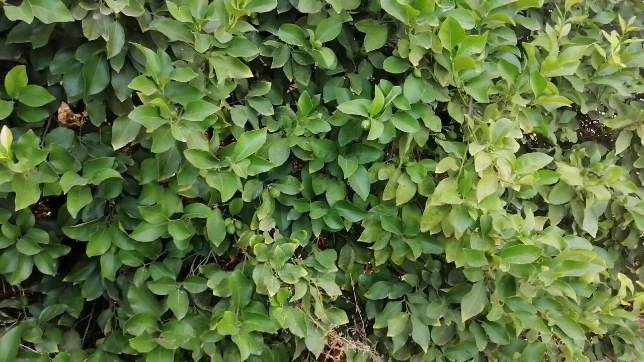 Limonda sıcak stresinin meyve atmaya etkisi, besleme ile yönetimi