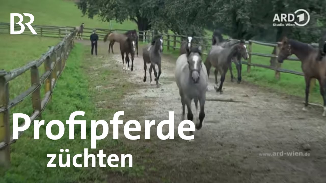 Was Profipferdezucht bedeutet - Fohlentrennung | Lipizzaner | Wien | BR