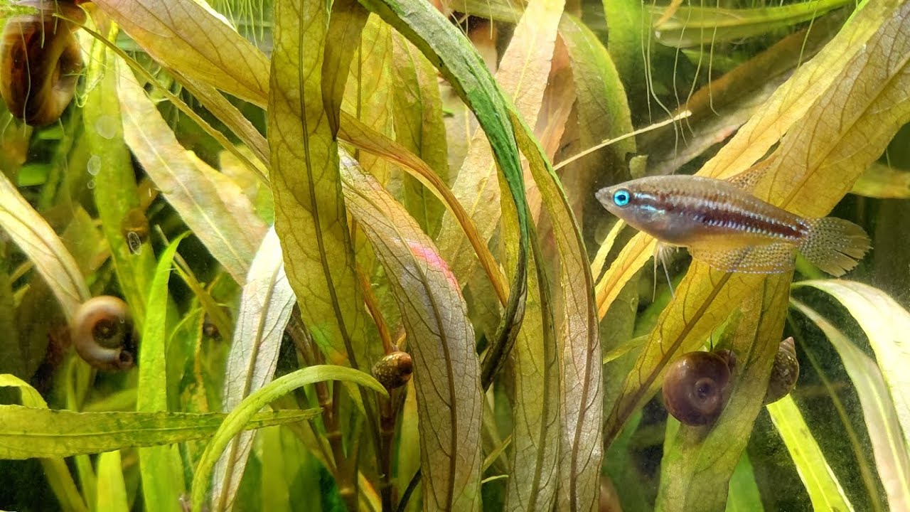 Fishtank Post - #33 - General Update & Tank Resets