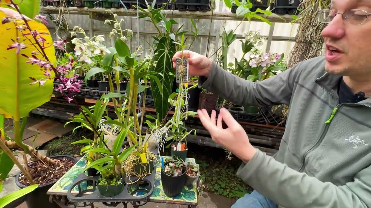Dendrobium Care Guide
