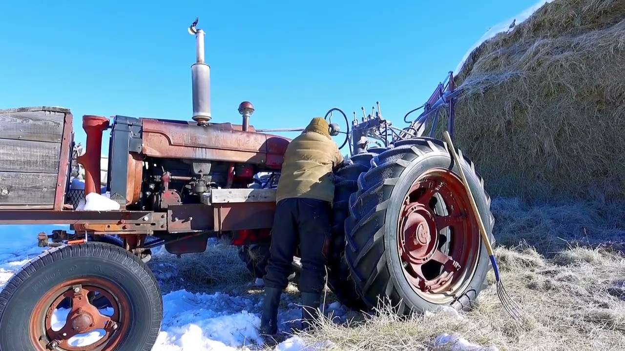 Feeding cattle in Wyoming with old school loose hay.