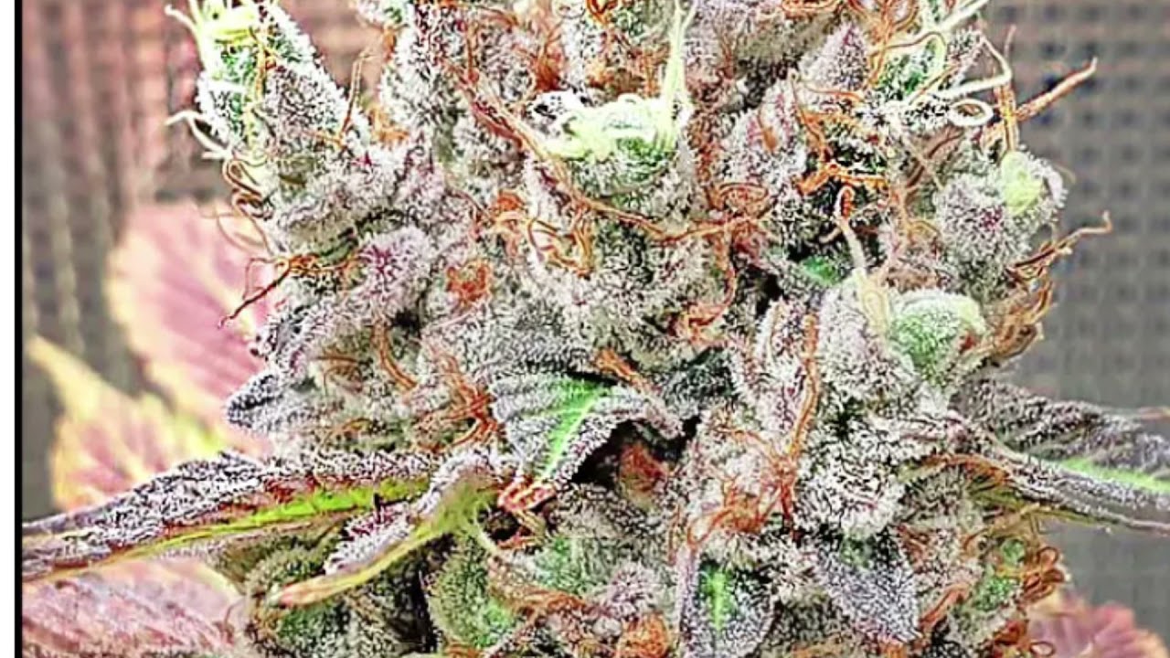 GMO PUNCH & LEMON FROSTING-GREENPOINT SEEDS