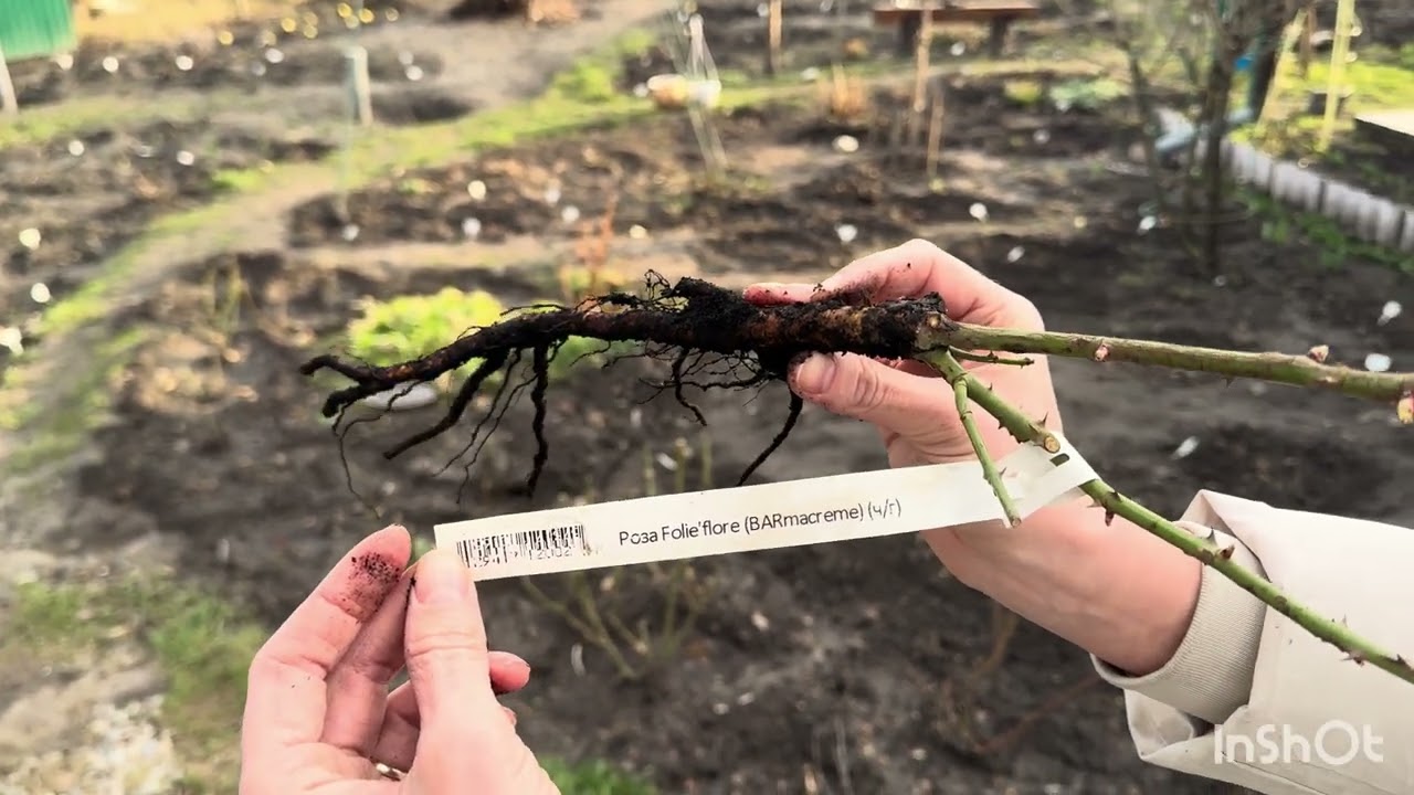 Розпаковка від Капріфоль