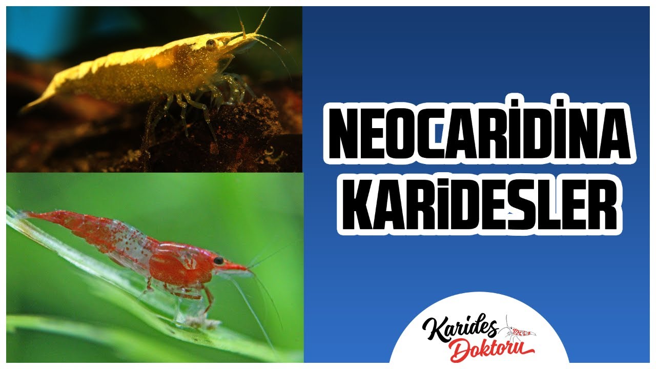Akvaryum karides türleri. Neocaridinalar. Çeşme suyu türleri