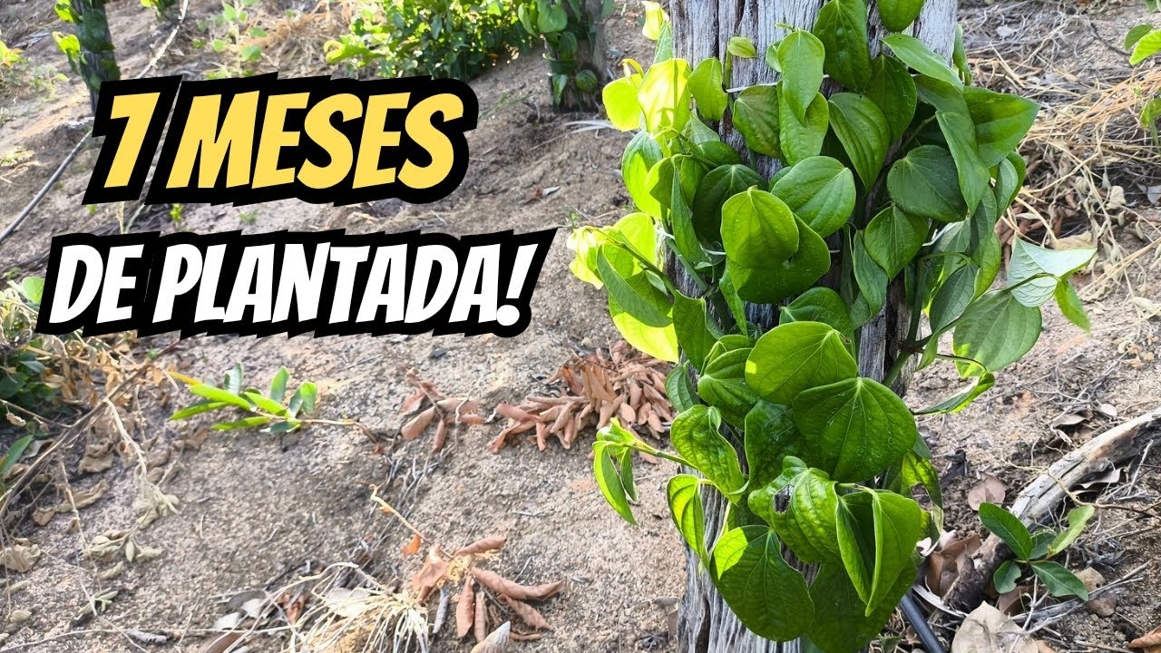 Pimenta do Reino com 7 Meses de Plantada!