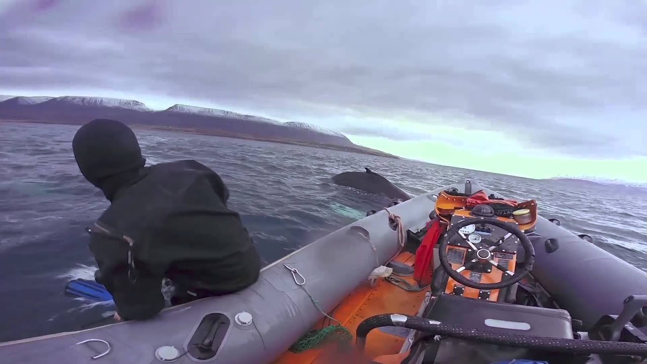 The Humpback Whale