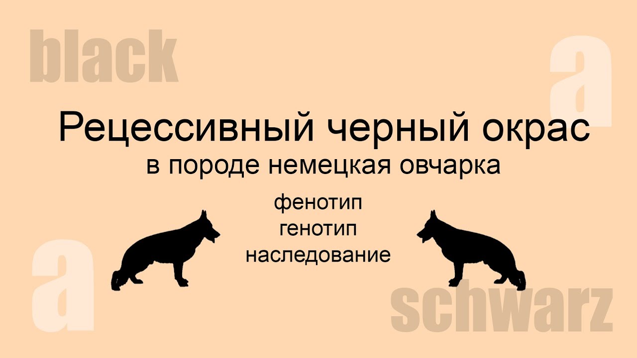Рецессивный черный окрас в породе немецкая овчарка
